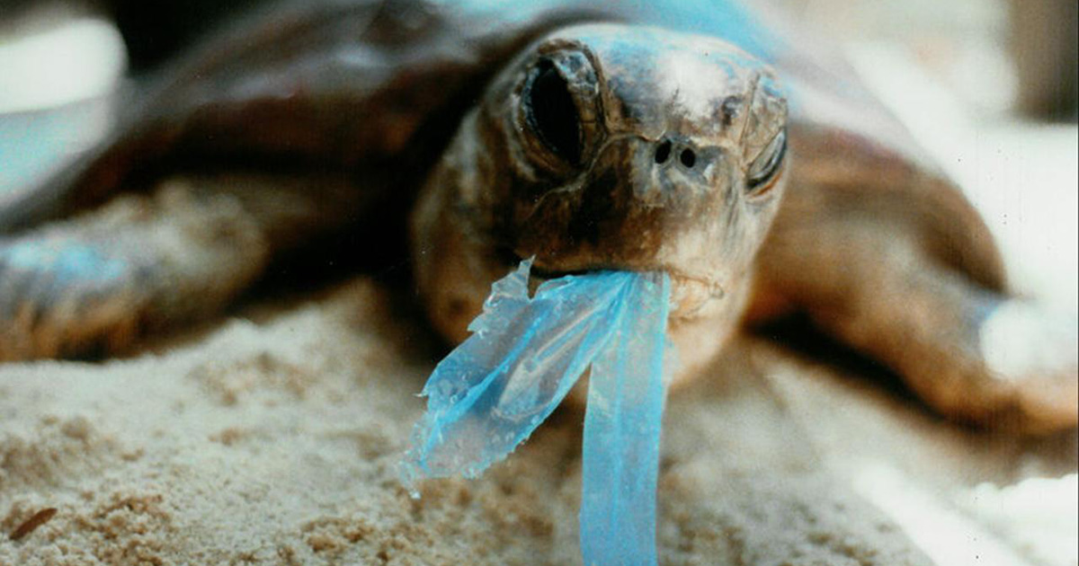 Plastikfrei, lassen Sie nicht mehr Plastik als Fisch