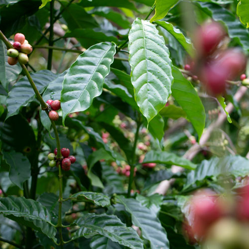 Fairer Handelskaffee